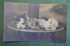 Открытка старинная "Котята". Фотограф Николай Федорович Ян.